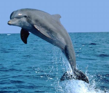 Guesthouse On Dolphin Safety Bay Екстер'єр фото